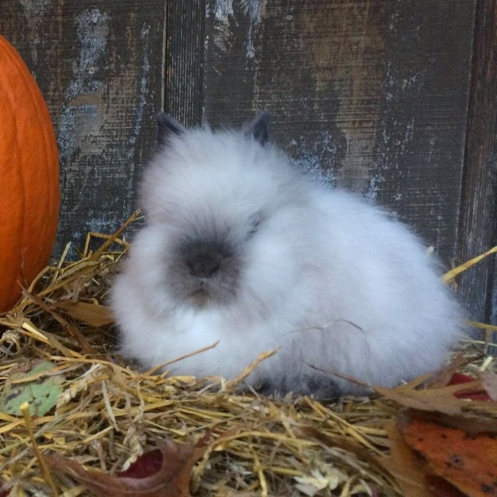 Meet your Posher, Harley